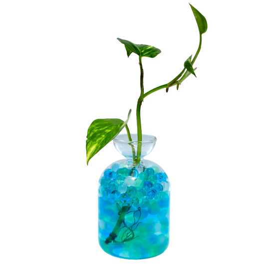 Avo Vase & Devils Ivy