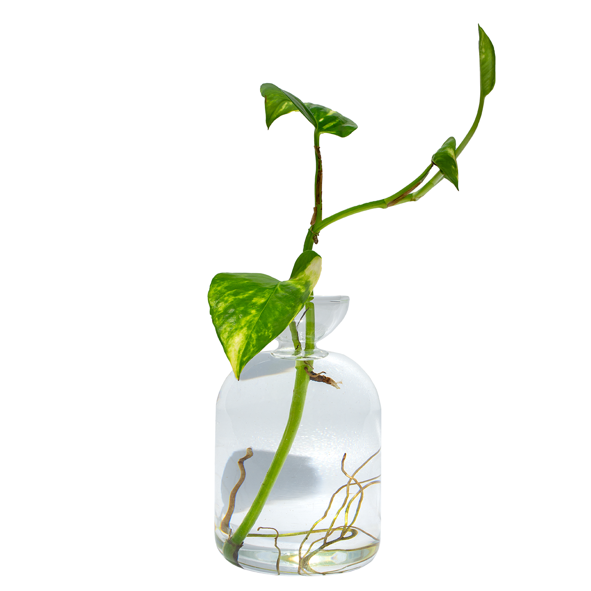 Avo Vase & Devils Ivy