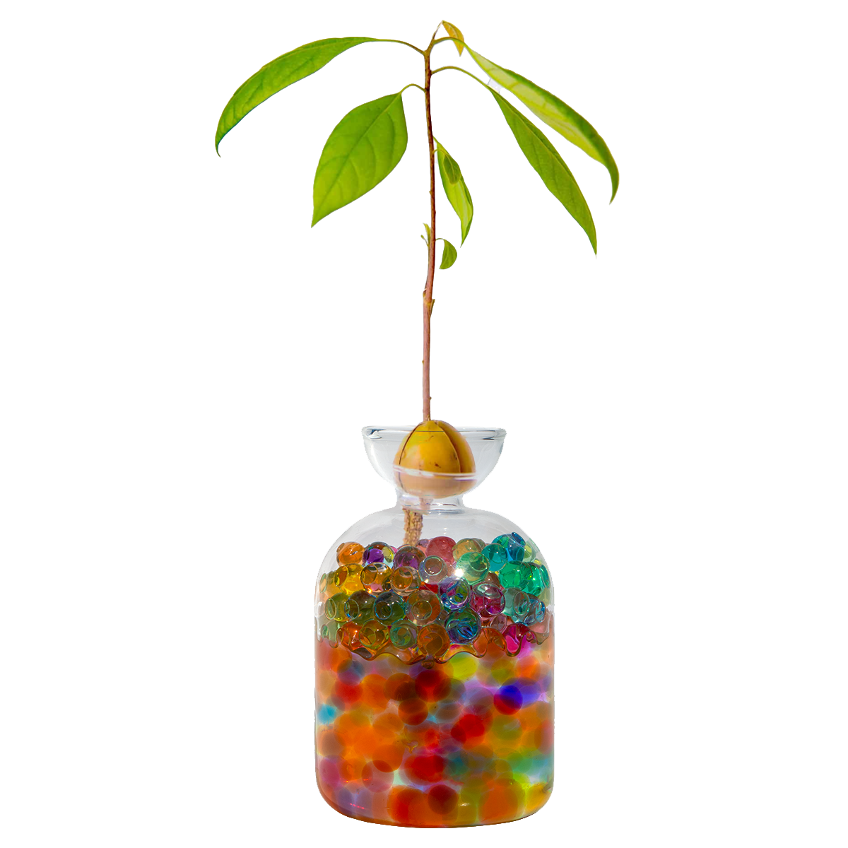 Avo Seed Growing Vase