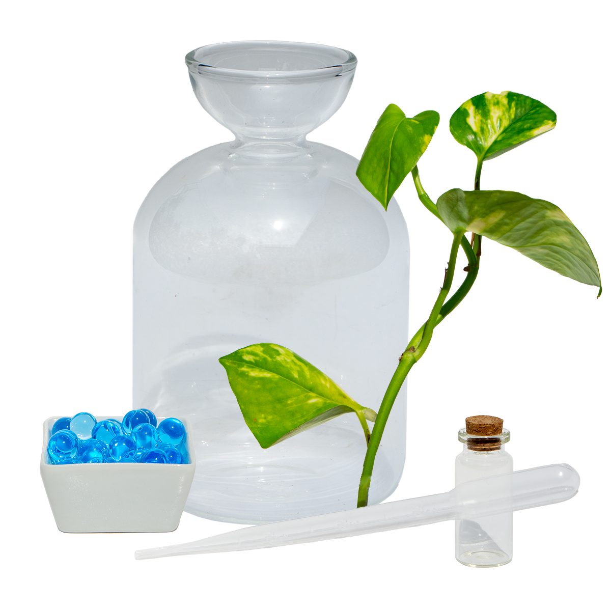 Avo Vase & Devils Ivy