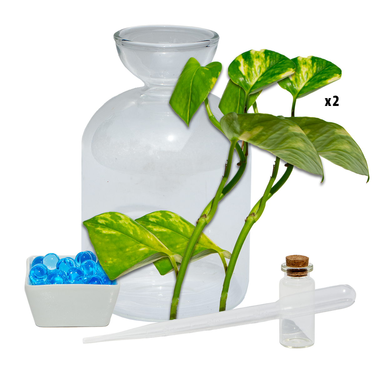 Avo Vase & Devils Ivy