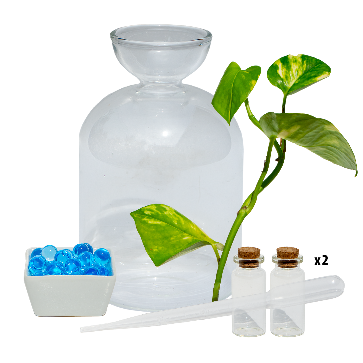Avo Vase & Devils Ivy