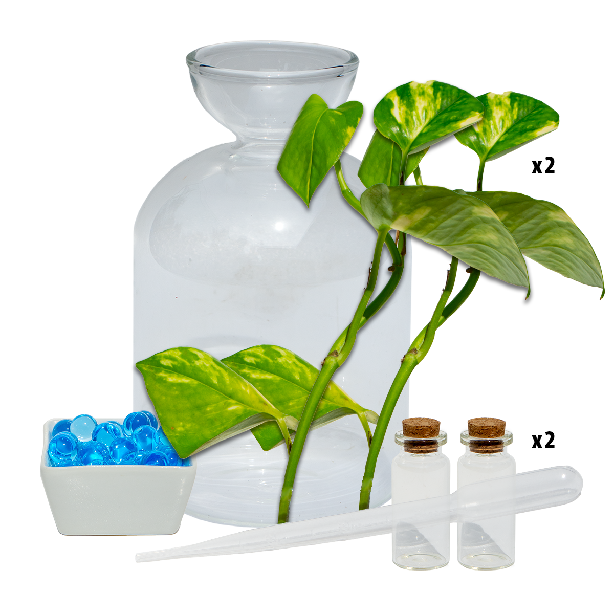 Avo Vase & Devils Ivy